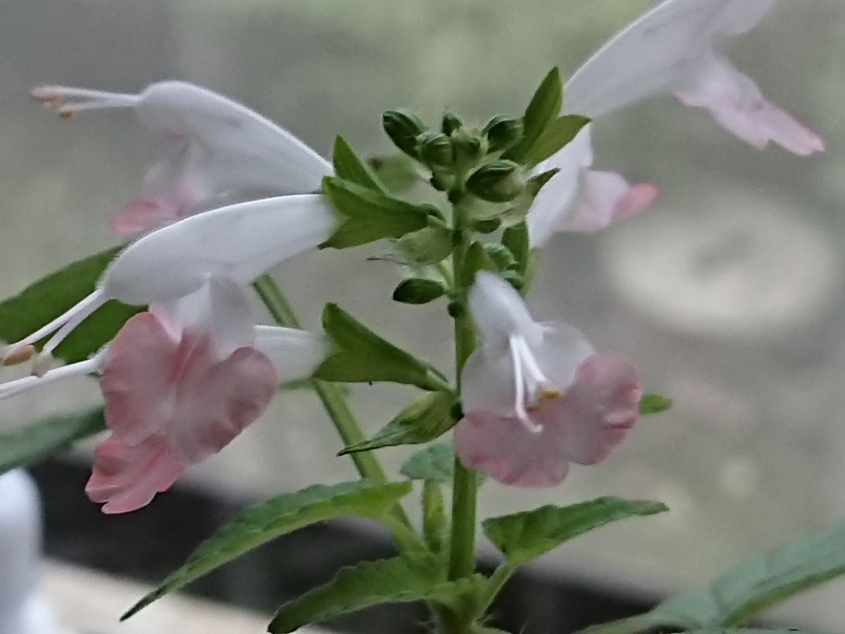 今日のお花達🌼