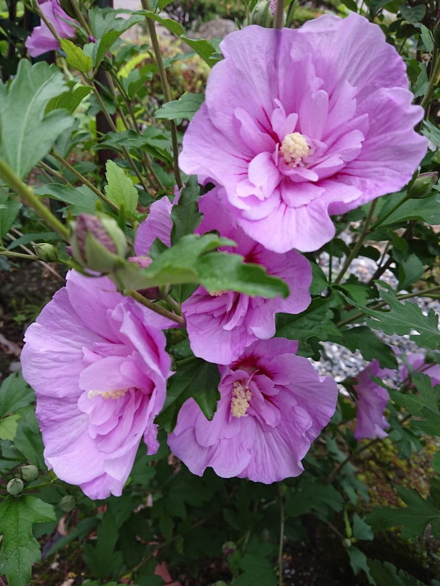 今日のお花達🌼