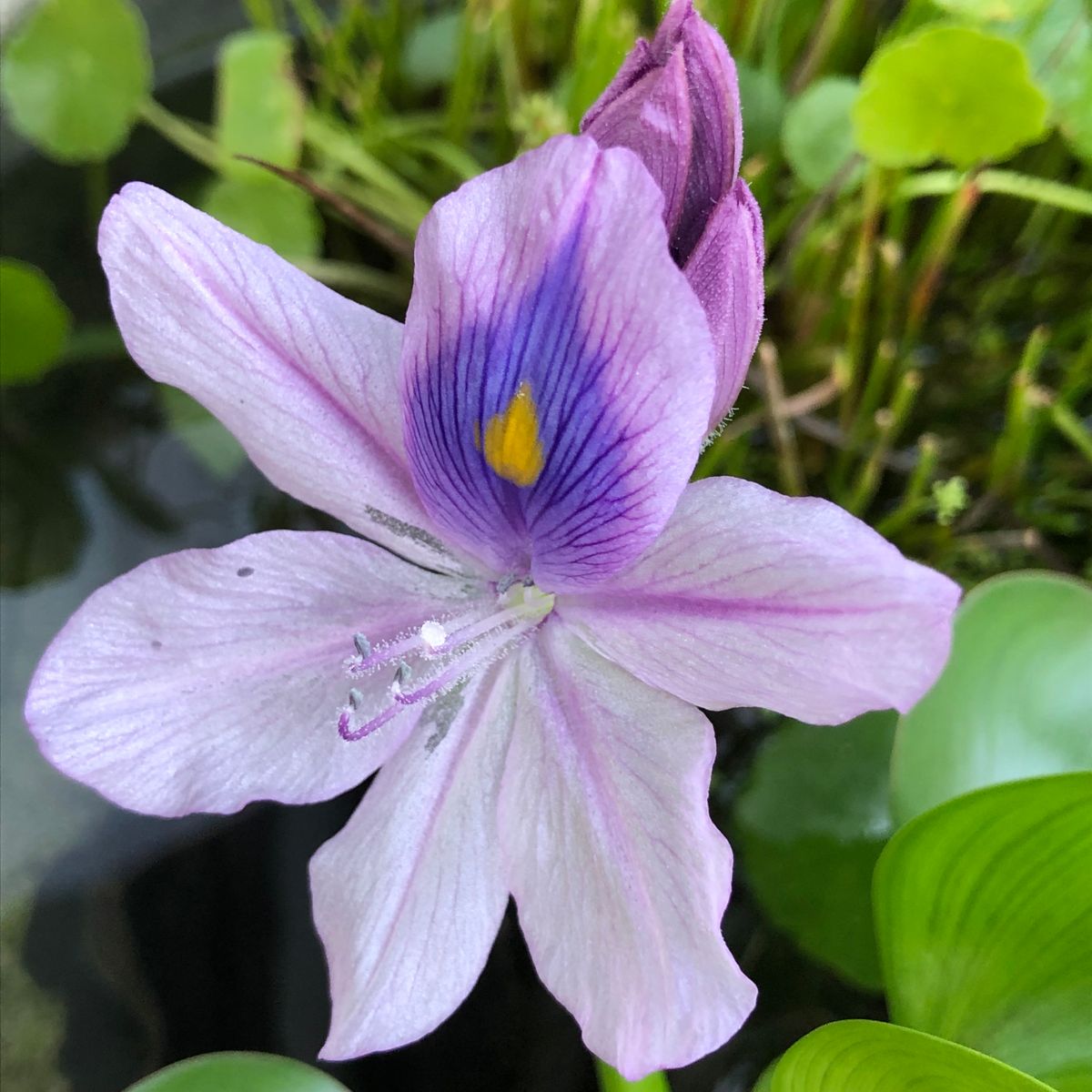 水辺のお花