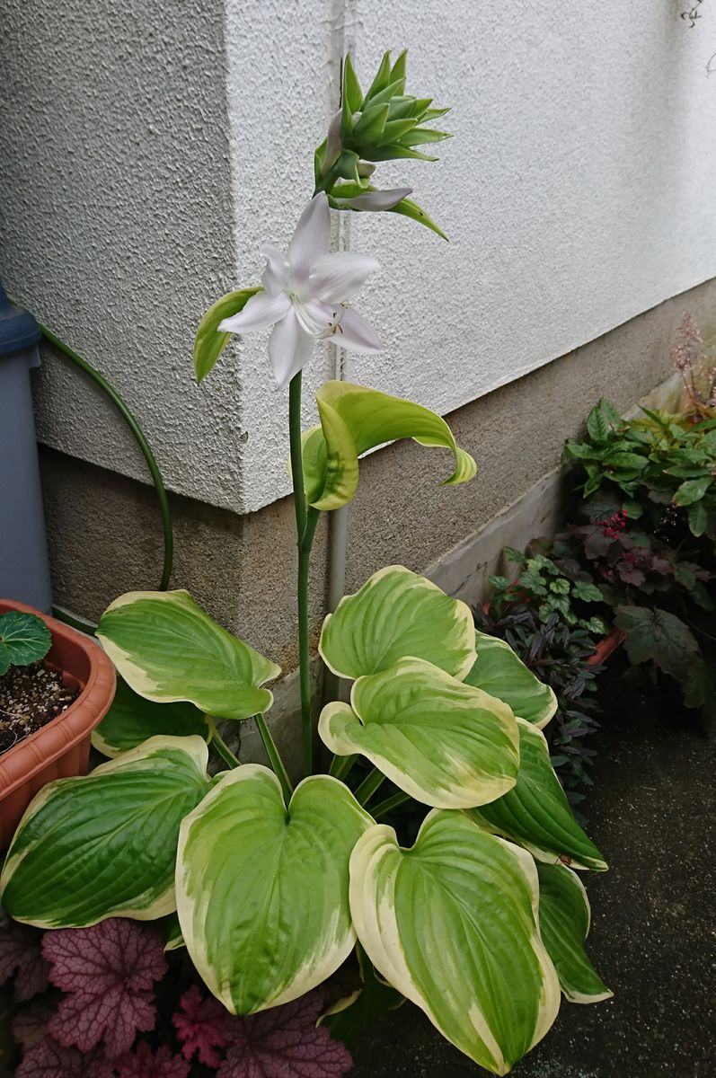 地味めかな👀初開花♪