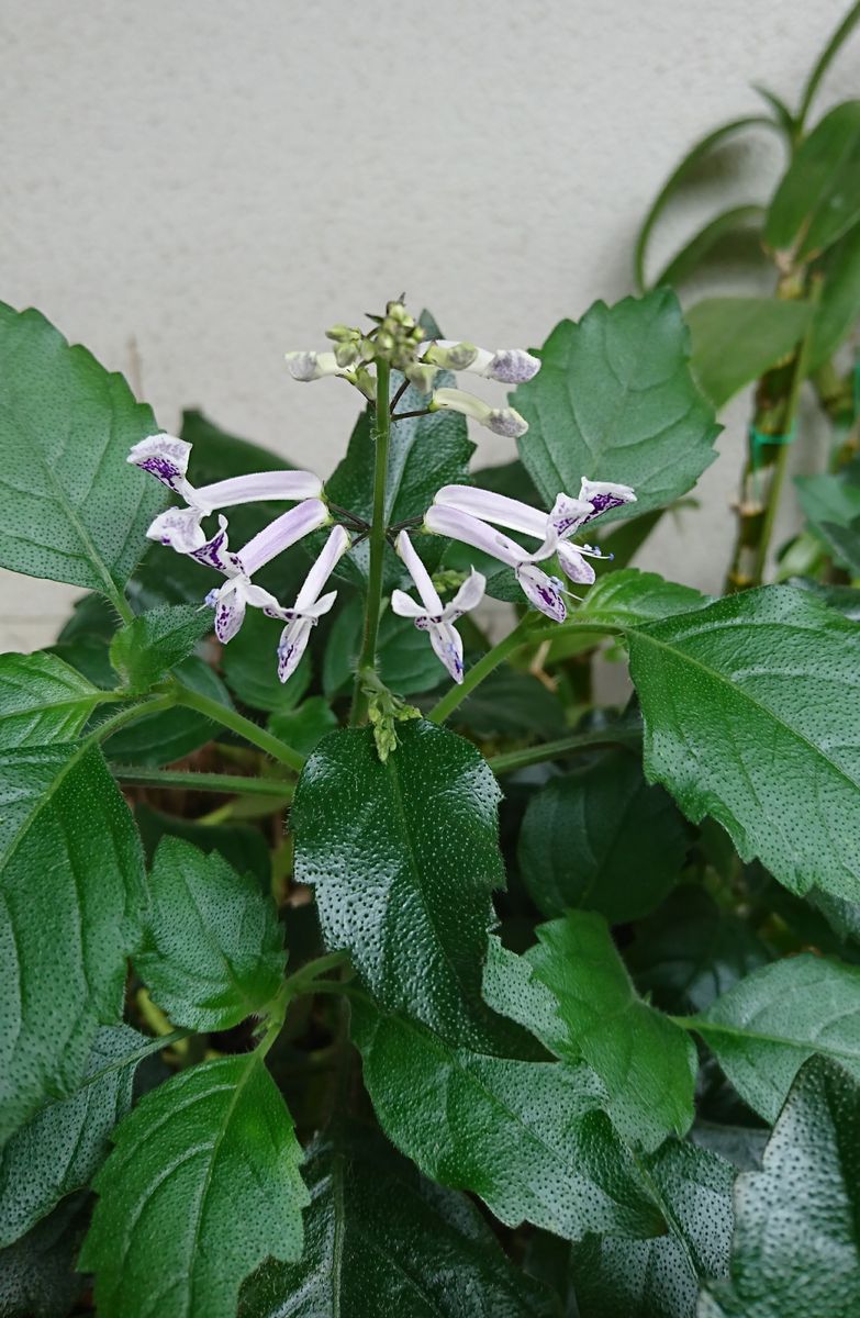 地味めかな👀初開花♪