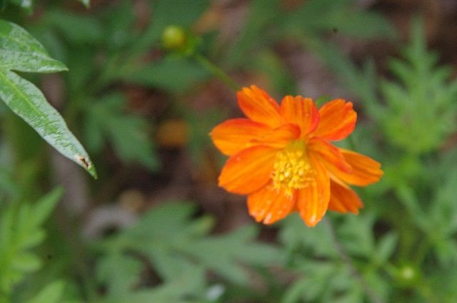 変化朝顔の初花