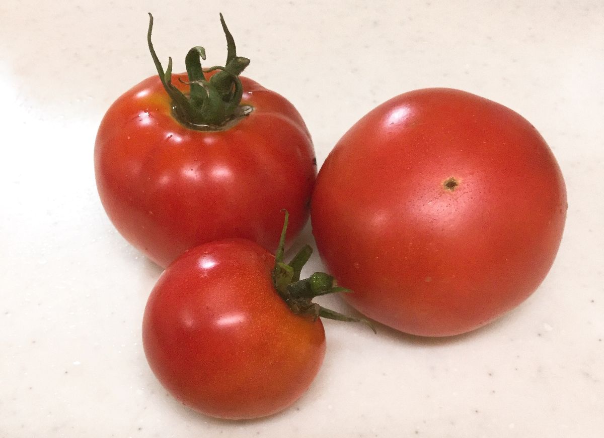 トマトの収穫と摘果🍅