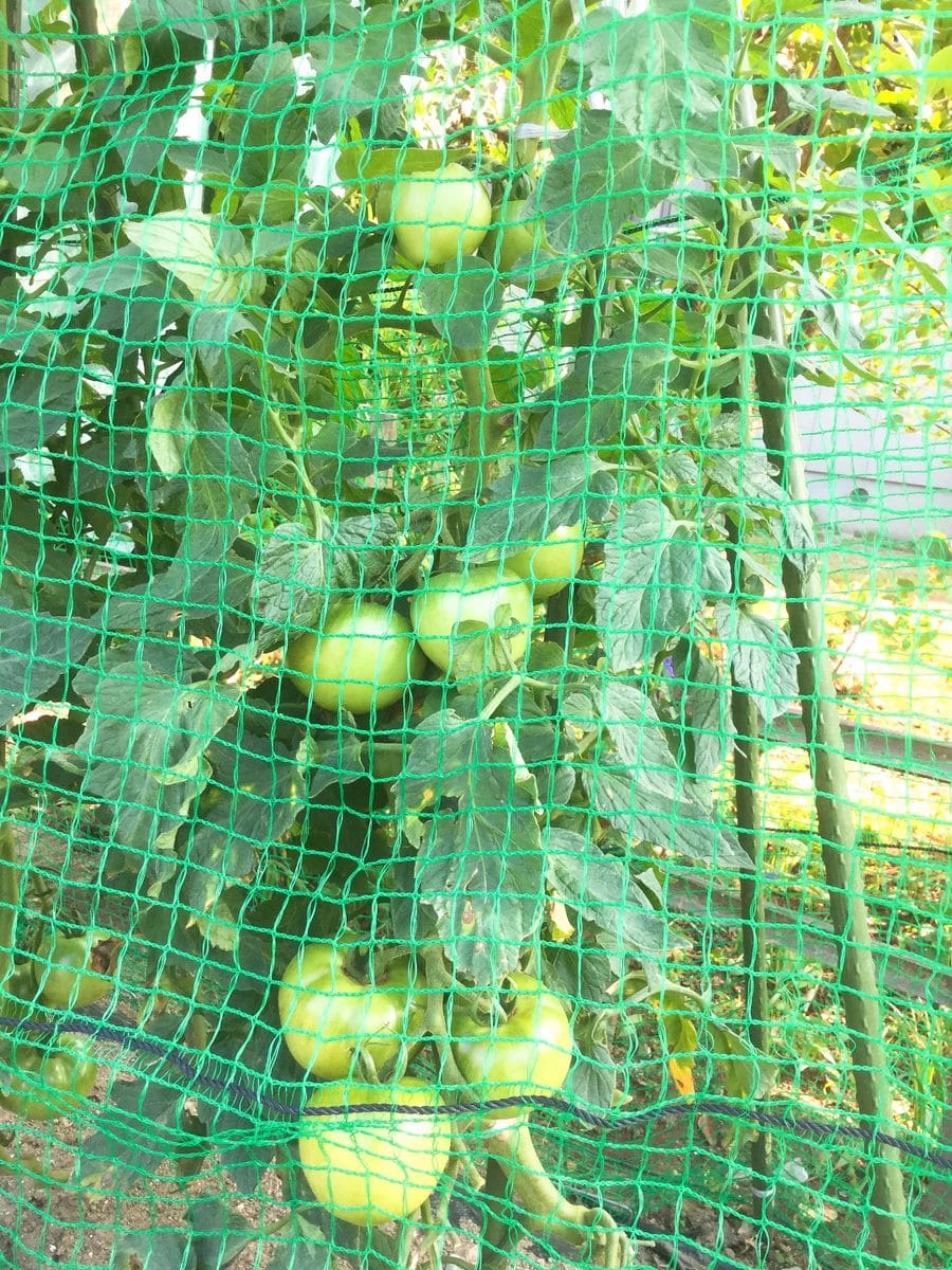 トマトの収穫と摘果🍅