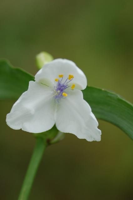 ムラサキツユクサ　準白花