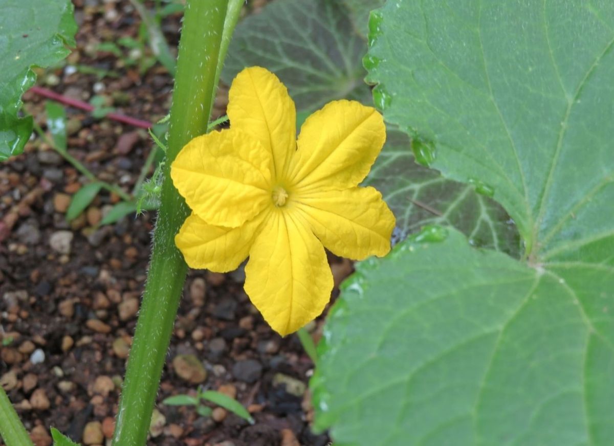 🌻今日の花たち🌻その78