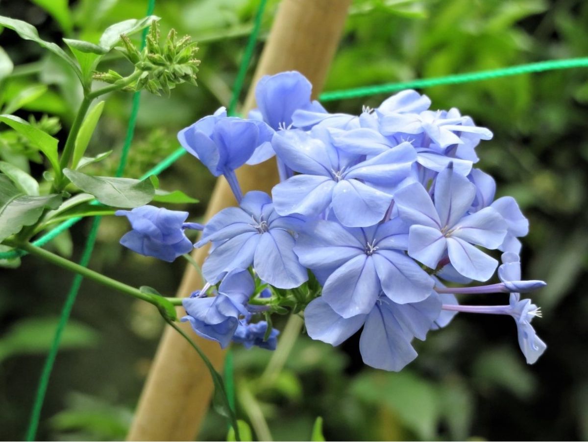 🌻今日の花たち🌻その78