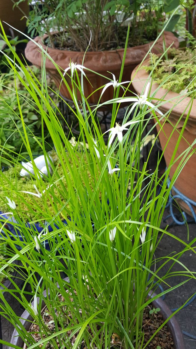 ふくおかルーバルガーデン2～夏🌻の花便り❗涼を呼ぶシラサギカヤツリ草🌿