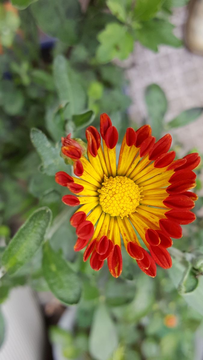 ふくおかルーバルガーデン2～夏🌻の花便り❗涼を呼ぶシラサギカヤツリ草🌿