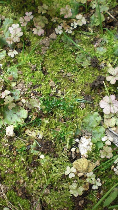 植物の発見　多肉の避難