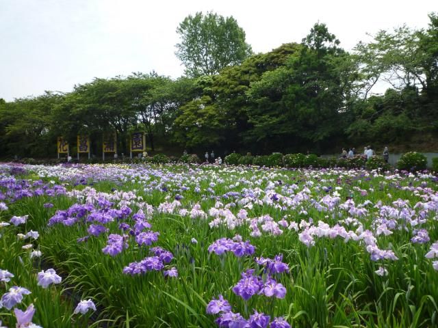 ユリと菖蒲を見に行ってきました。