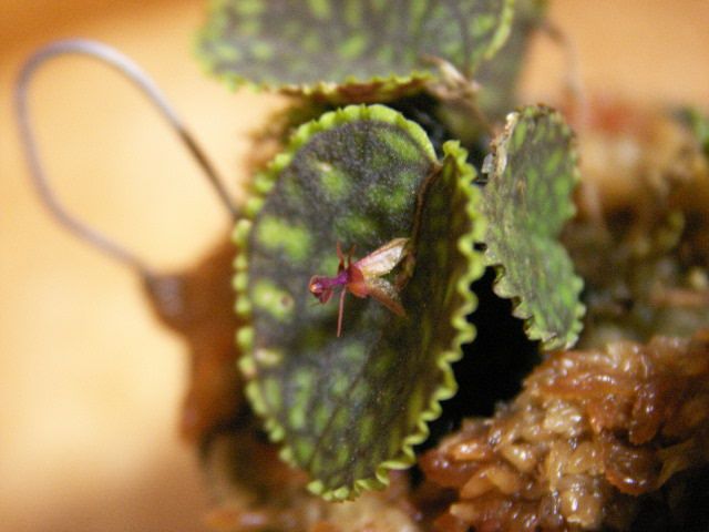 Lepanthes calodictyon