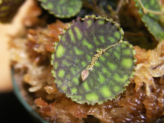 Lepanthes calodictyon