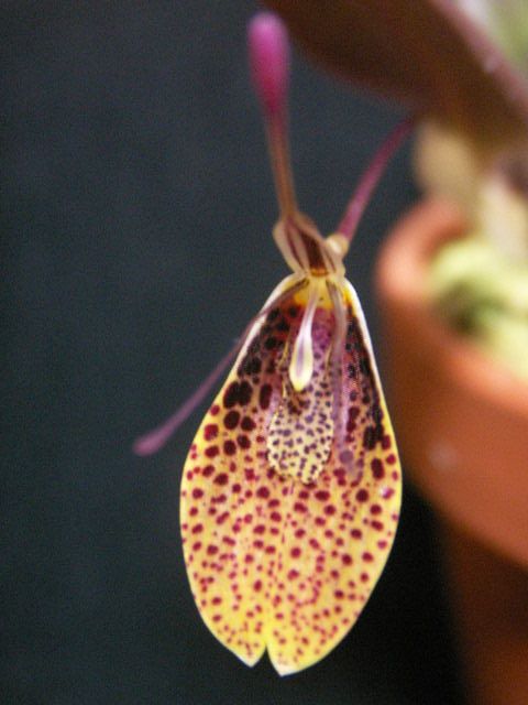 Restrepia　contorta