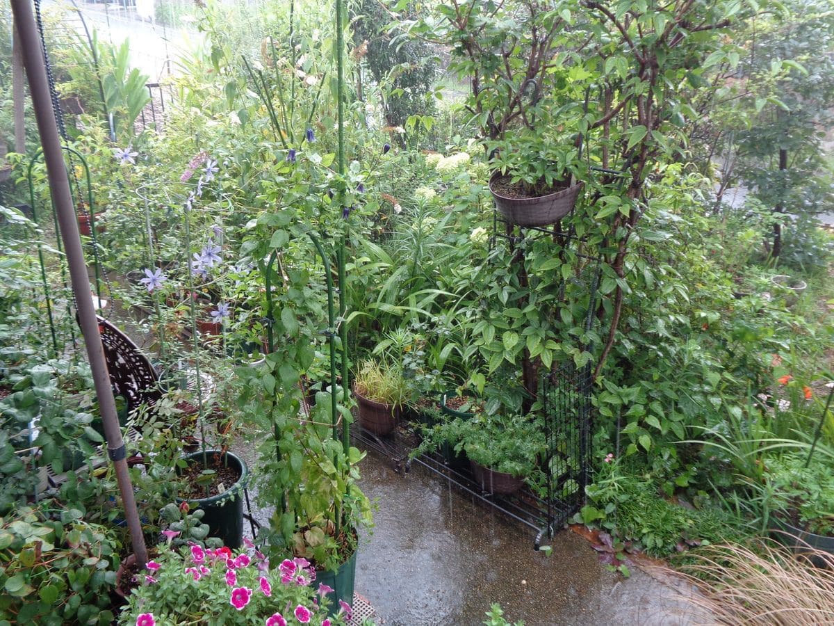 雨の庭
