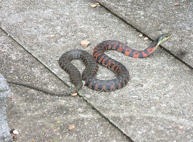 婚姻色のヤマカカシ