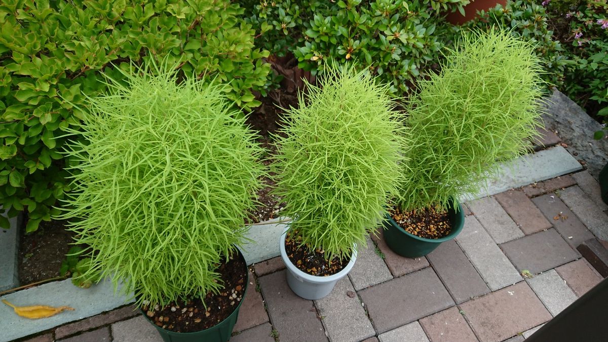 花たちは元気、私は風邪引き(T-T)