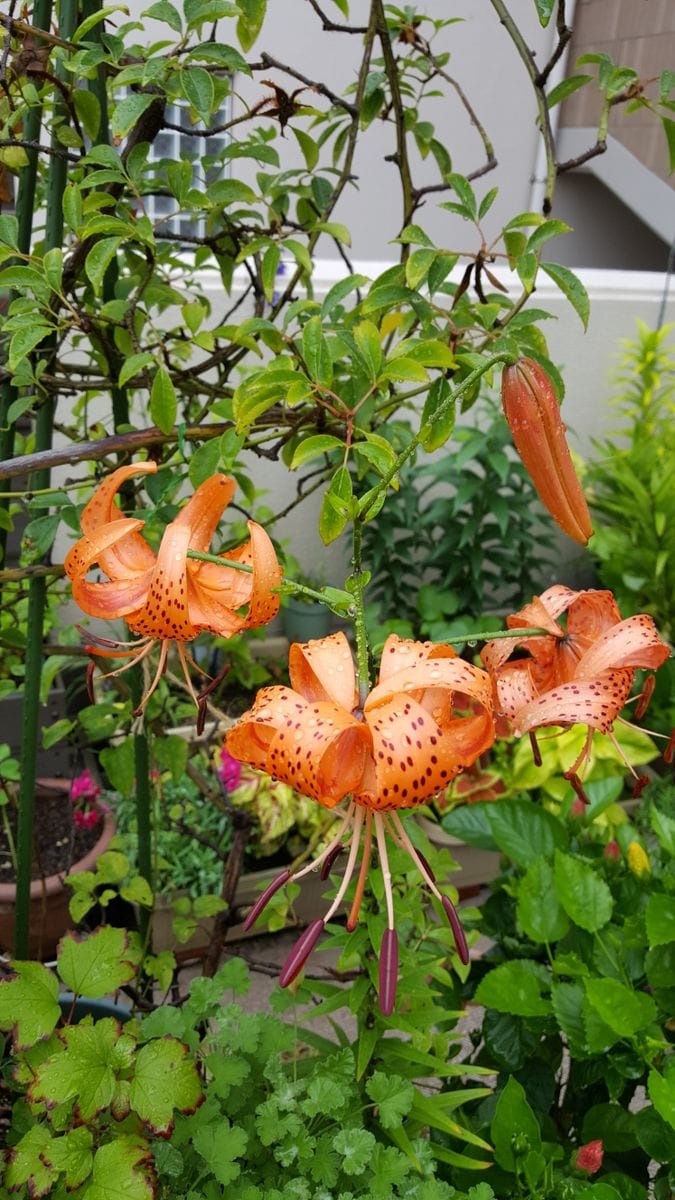 ふくおかルーバルガーデン2～夏🌻の庭便り❗大雨のなかのオニユリ😆