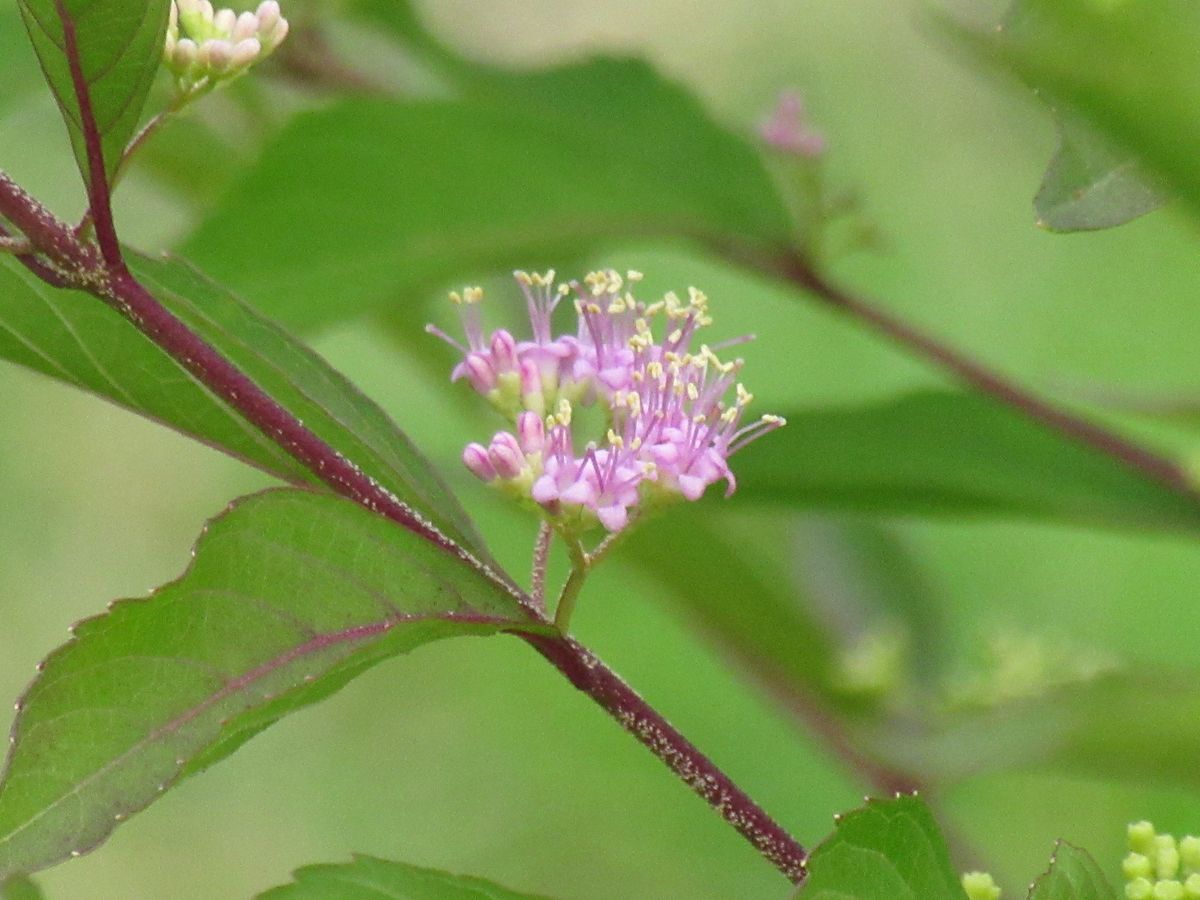 由愛(ゆめ)の花日記♪