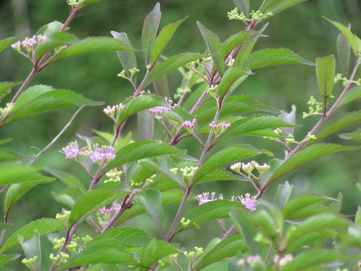 由愛(ゆめ)の花日記♪