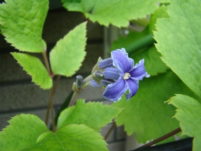 盆栽の野バラが咲き始めました