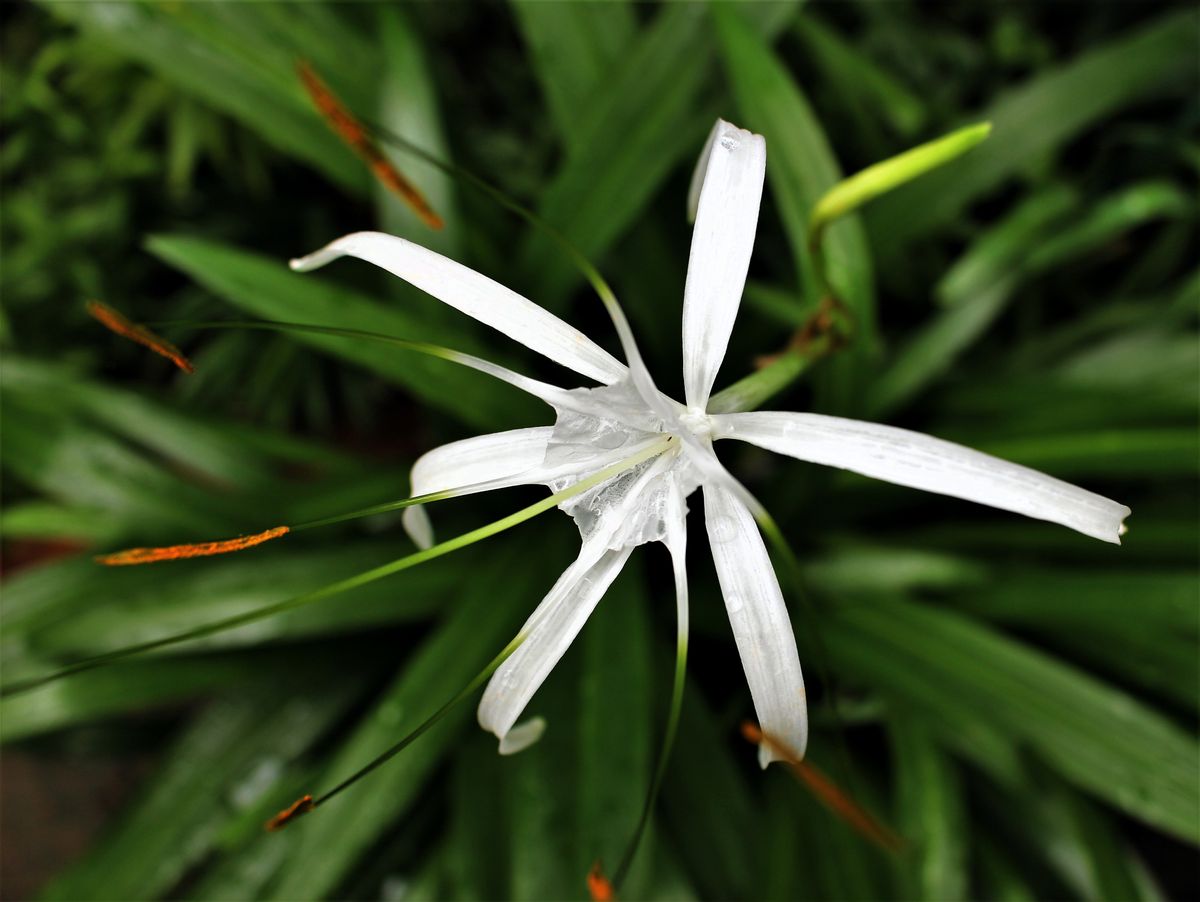 涼し気に白い花