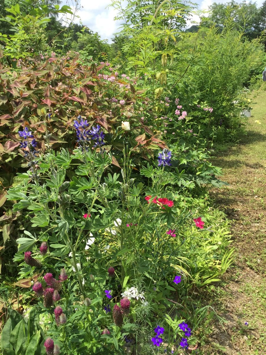 花ざかり