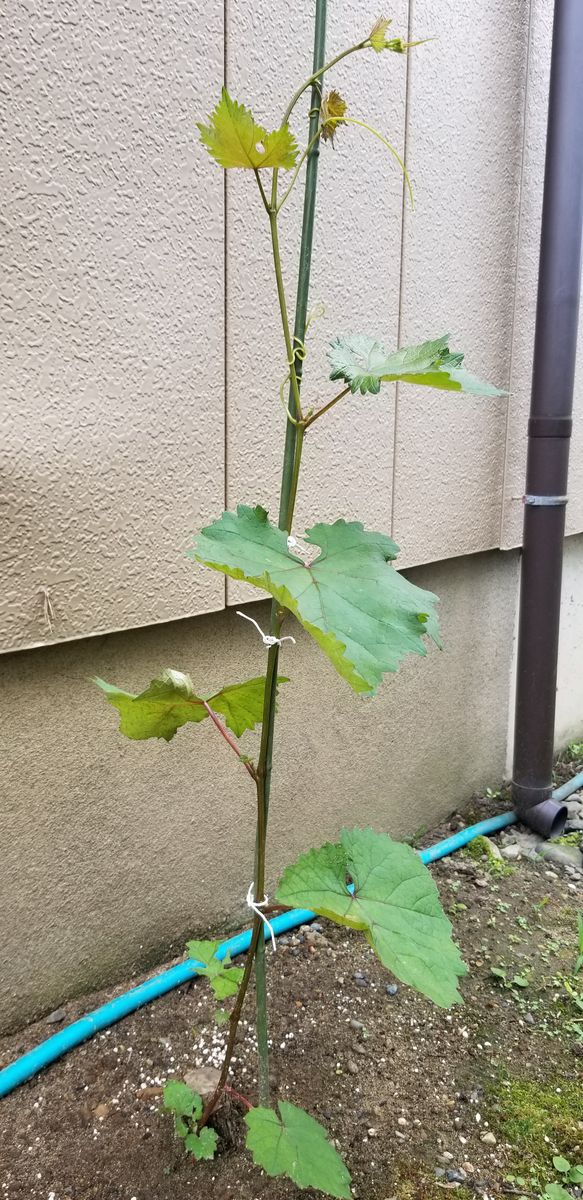 葡萄、２週間程でこんなに伸びました