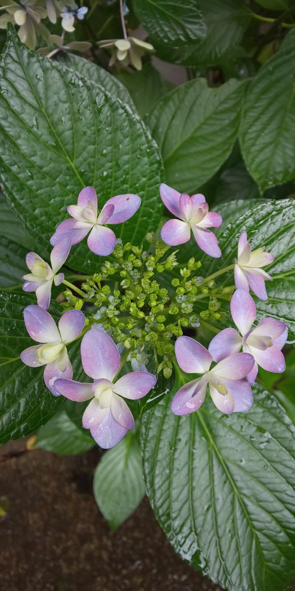 剪定しました⑤✂️「ダンスパーティー」地植え