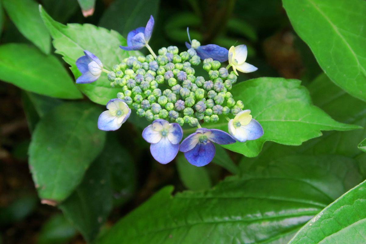 紫陽花は忘れた頃にまた咲き誇る！？