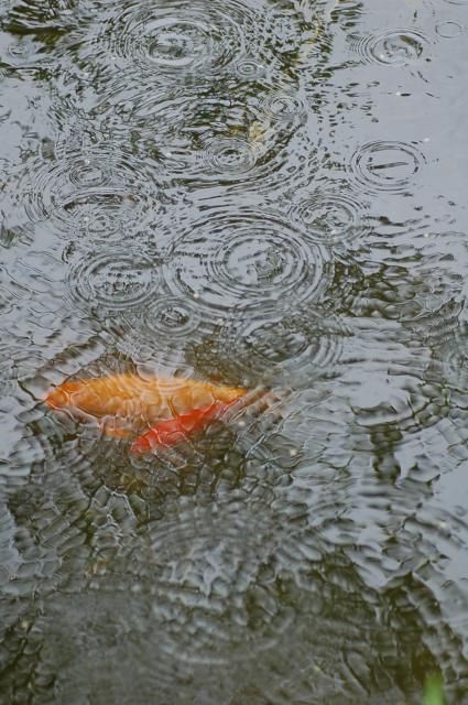 強風のち雨・・シャクヤク