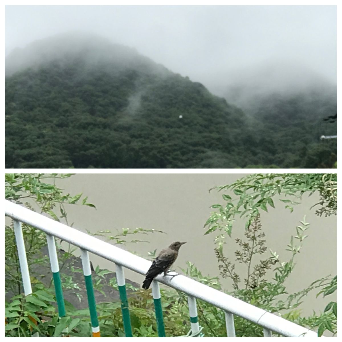 静かな雨が降ったり.止んだり〜〜