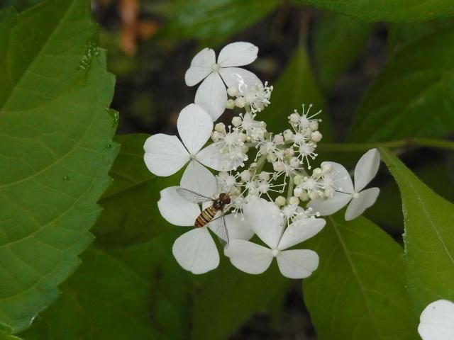 雨の中でも働く虫と、アジサイ３種！