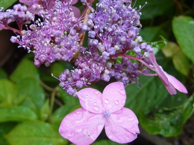 雨の中でも働く虫と、アジサイ３種！