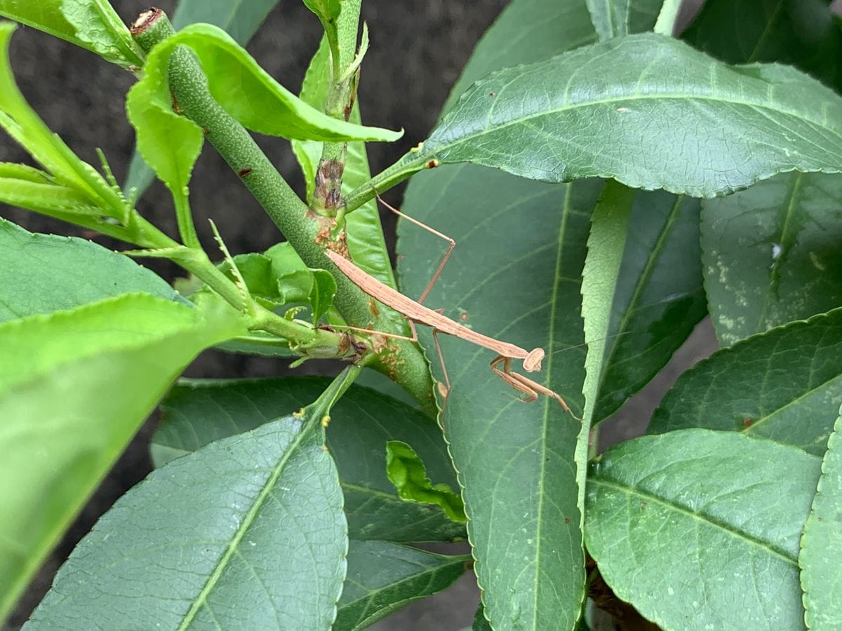 カマキリ隊長