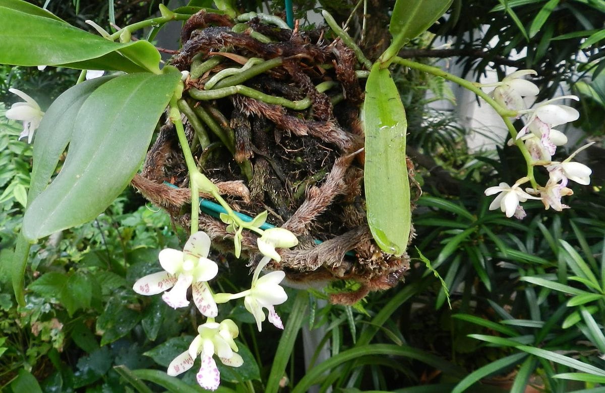 我が家の山野草