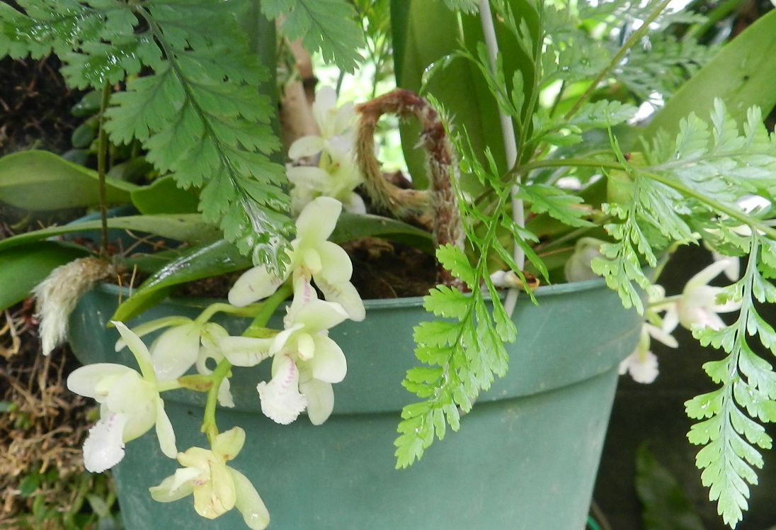 我が家の山野草