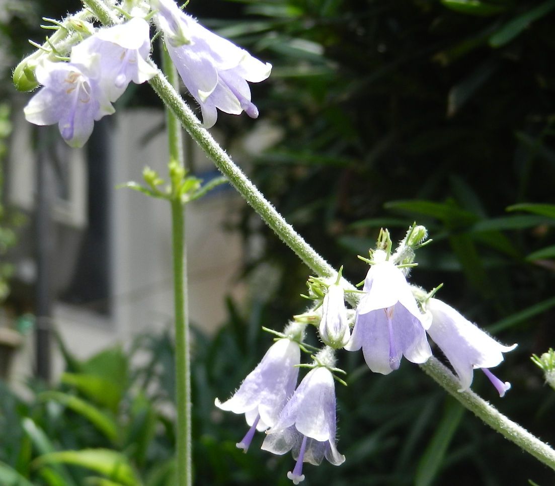 我が家の山野草