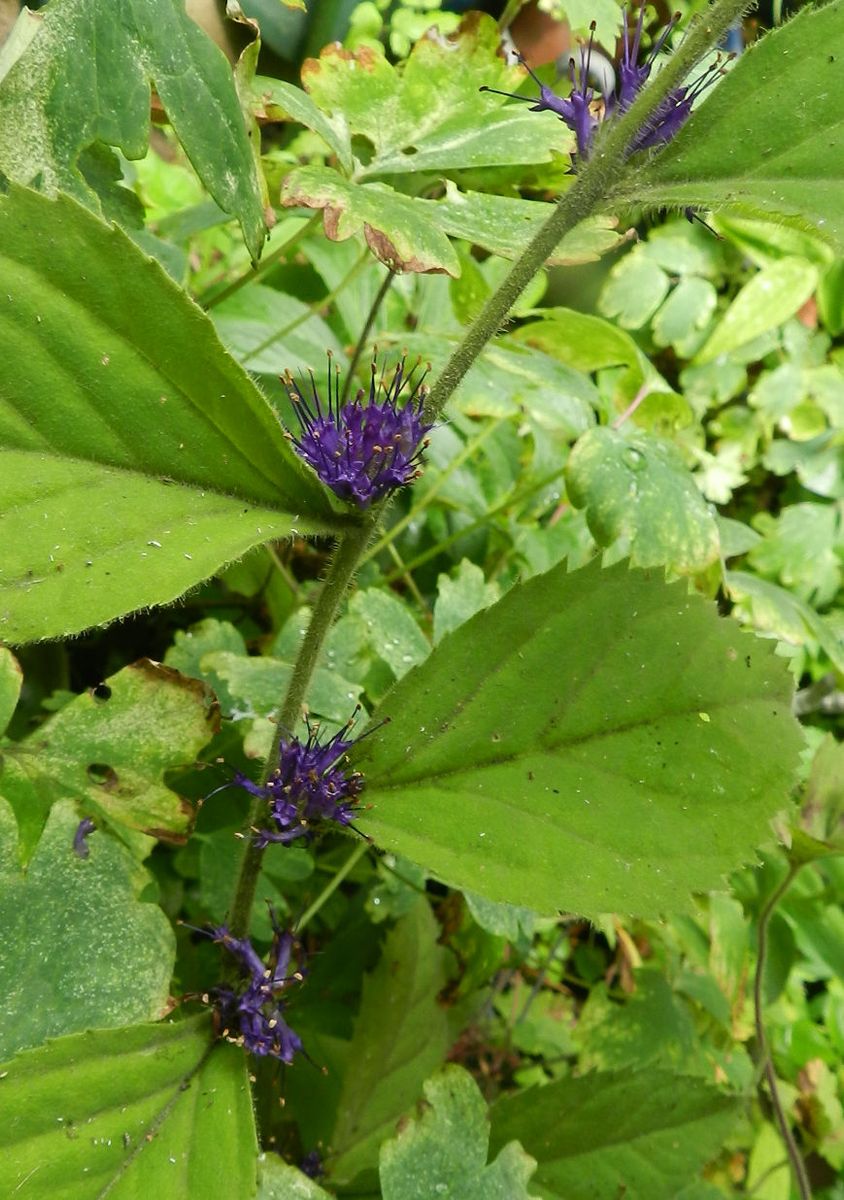 我が家の山野草