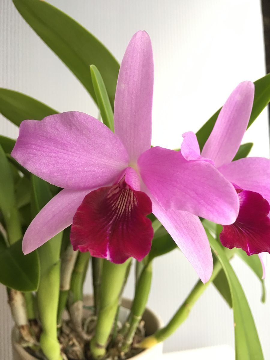 Ctt. Parysatis coerulea 'Izumi'.