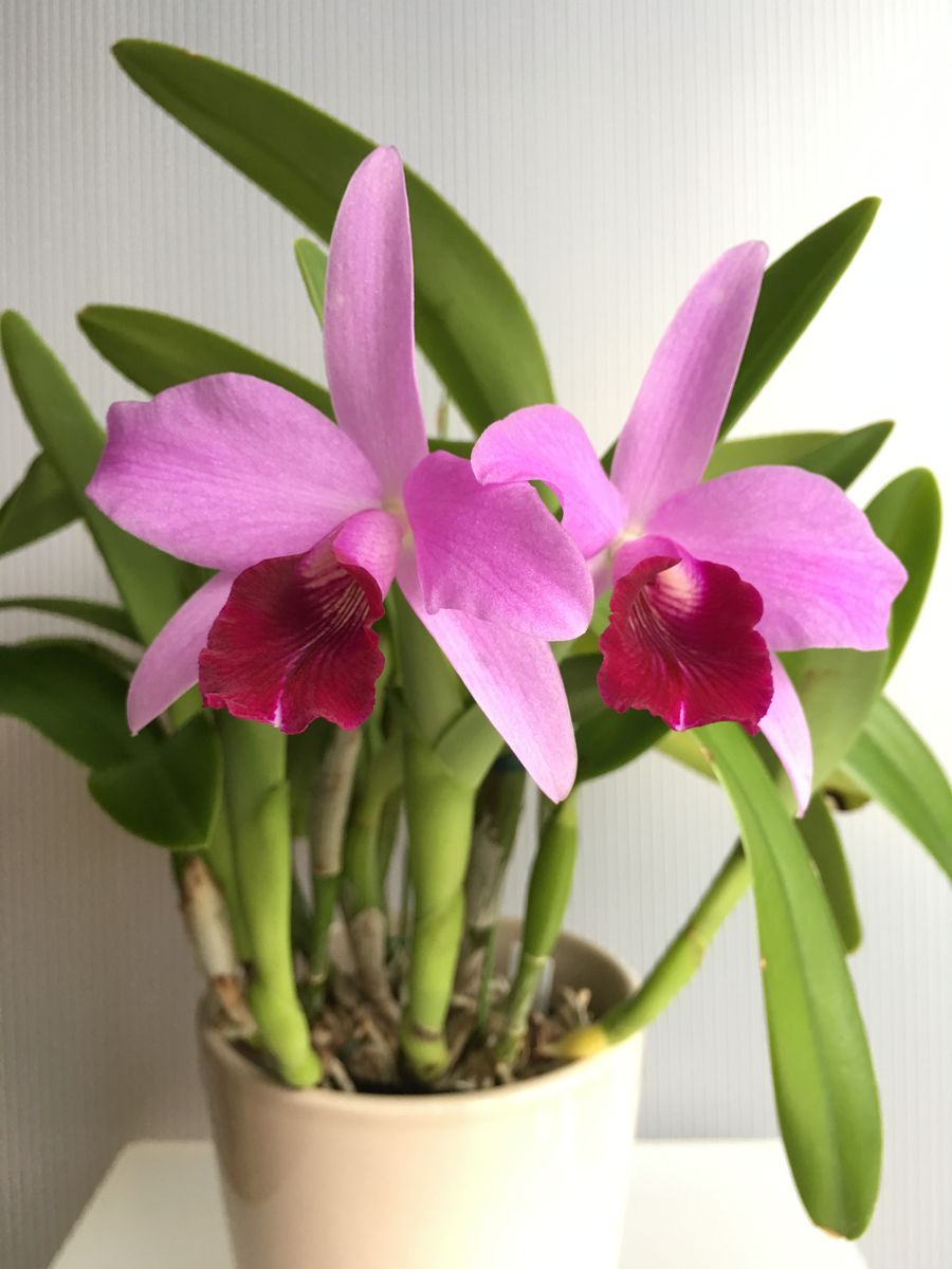 Ctt. Parysatis coerulea 'Izumi'.