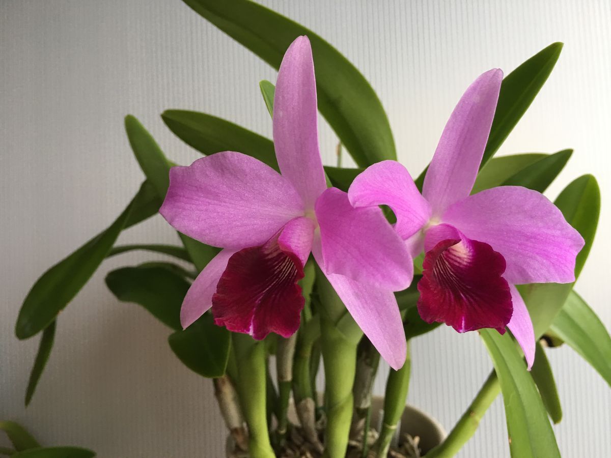 Ctt. Parysatis coerulea 'Izumi'.