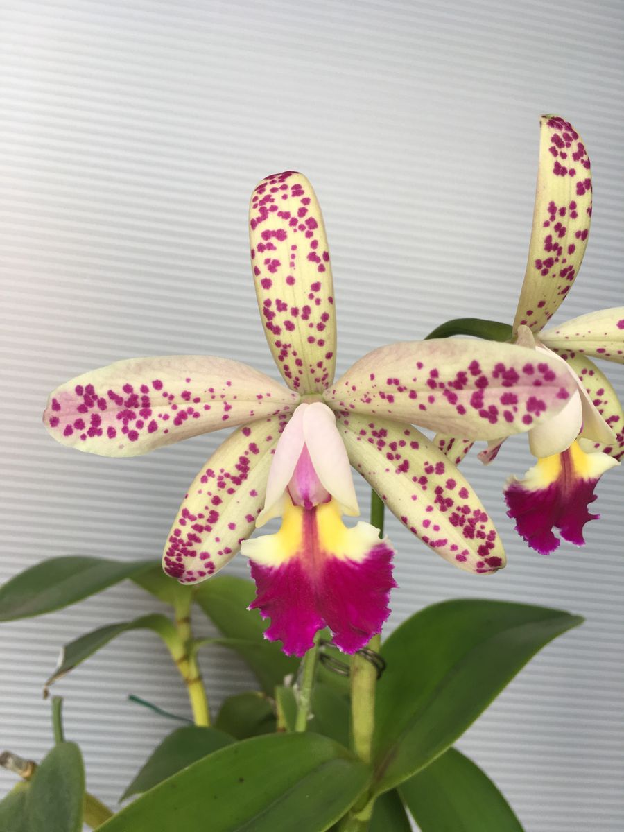 C.Tropical Pointer‘Cheetar’