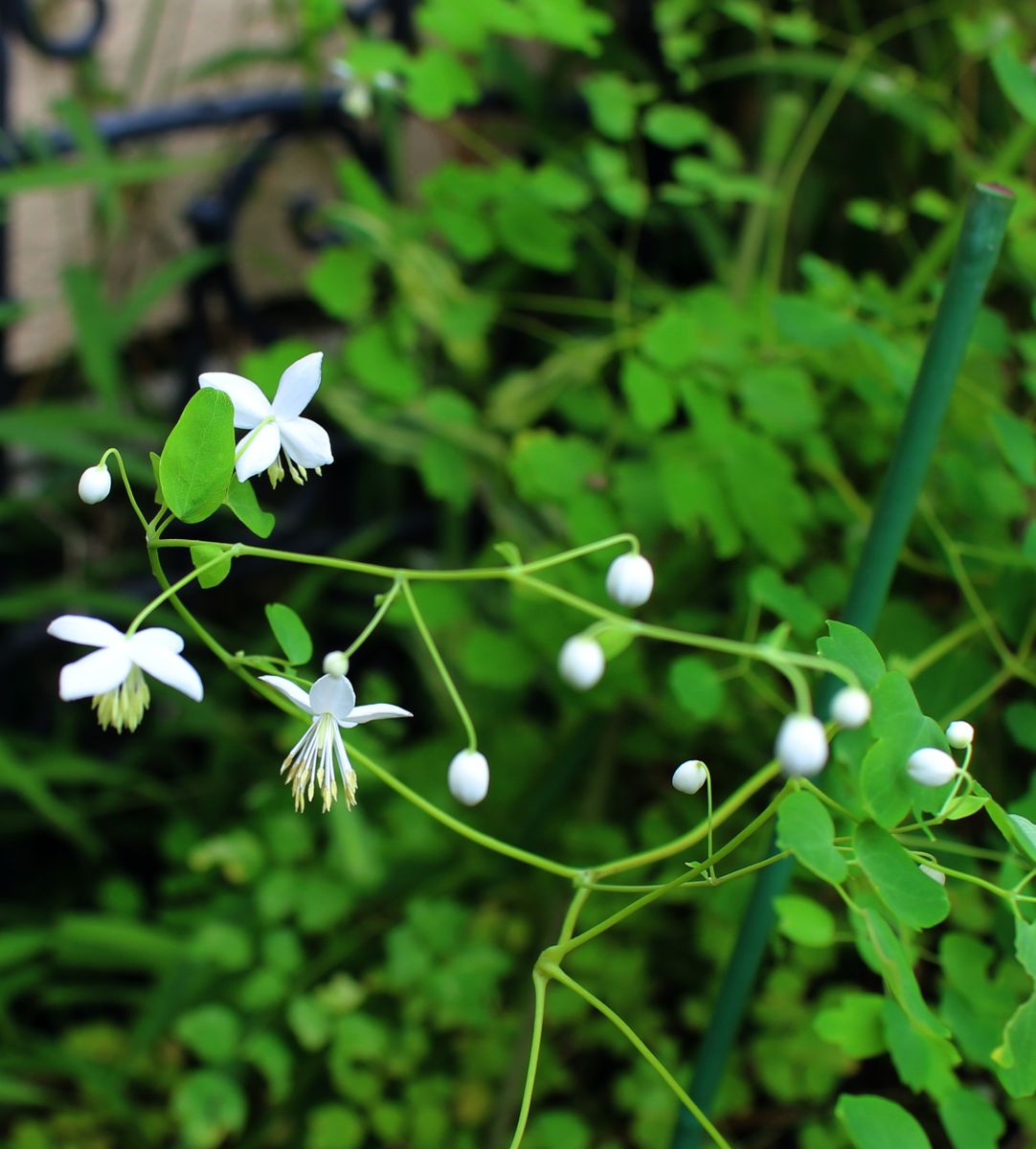 今日の花たちは・・・