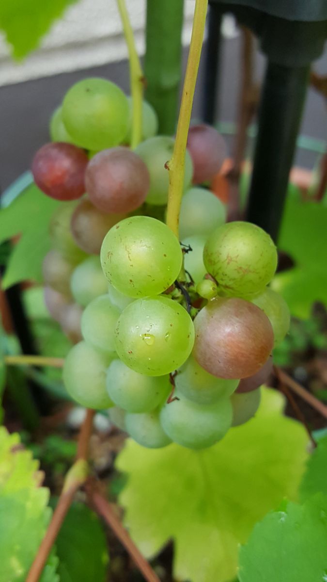 ふくおかルーバルガーデン2～夏の🌻庭便り❗初なりの葡萄🍇が少しいろづいてきました😉