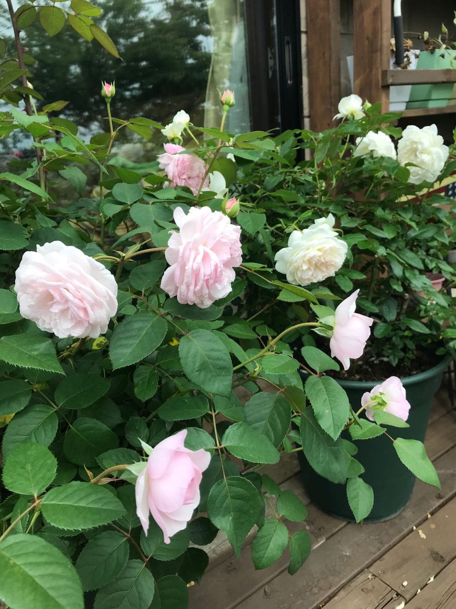 今日の薔薇🌹 7/20