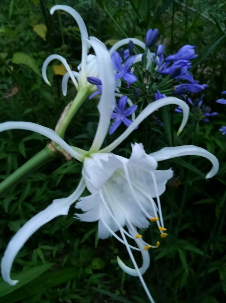 今日も白花の気分