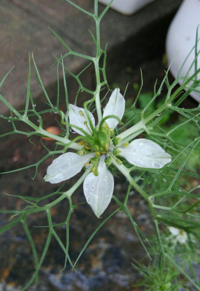 今日も白花の気分