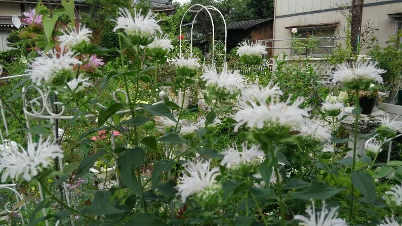 今日も白花の気分