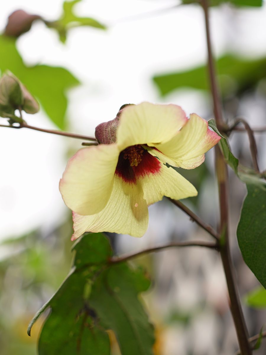 咲いたもの・芽が出たもの・萎れたもの